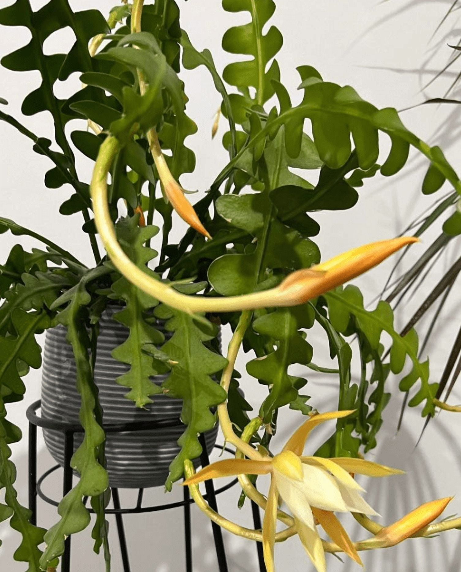 Rare Fishbone Cactus, Epiphyllum Anguliger Ric Rac Cactus,Zig Zag Cactus 4  Inch Growers Pot - Walmart.com