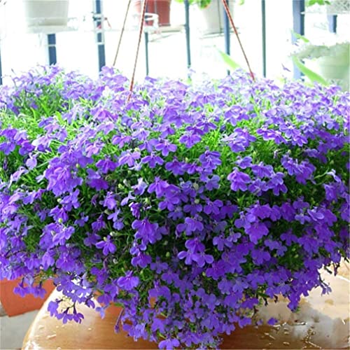 Rare Flower Seeds Blue Carpet Lobelia Plant Flower Seeds 1000 Seeds