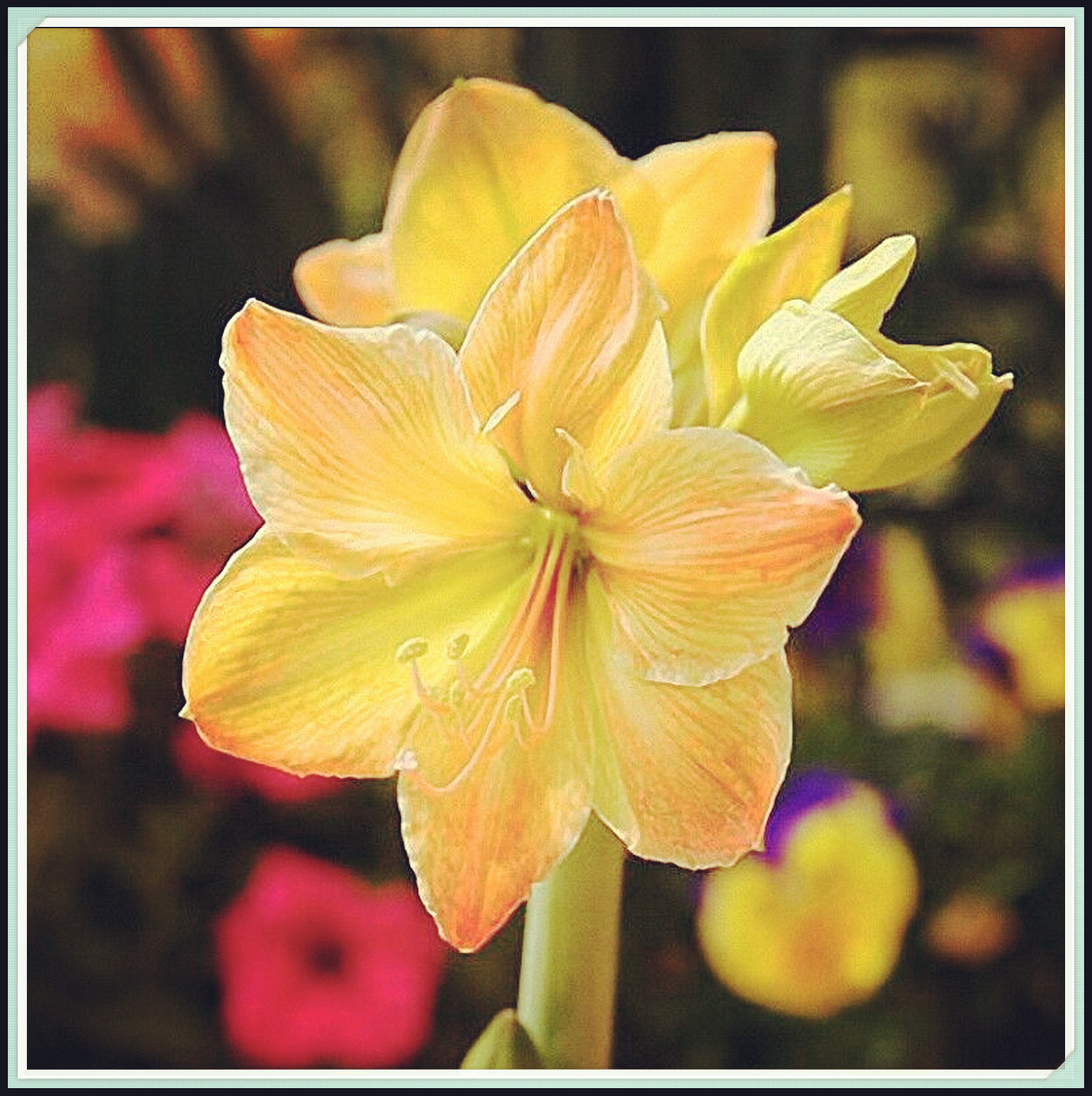 Rare Fresh Amaryllis Flower Bulbs for Planting Amaryllis Bulbs for Sale