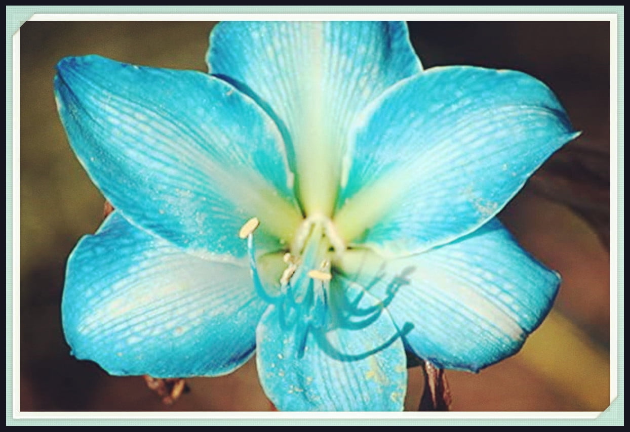 Rare Fresh Amaryllis Flower Bulbs for Planting Amaryllis Bulbs for Sale