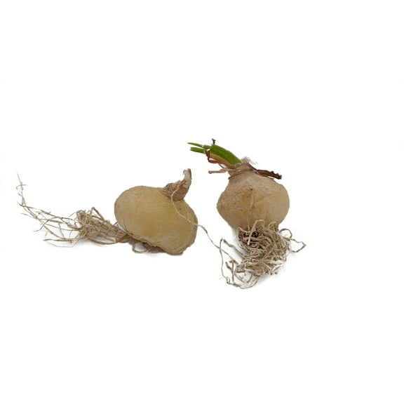 Rare Frizzle Sizzle Plant - Albuca spiralis - 2 Bulbs - Succulent House Plant