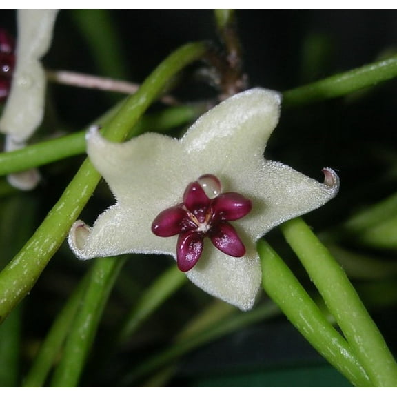 Rare Frog Toe Wax Plant - Hoya retusa - Collector's Series - 2" Pot
