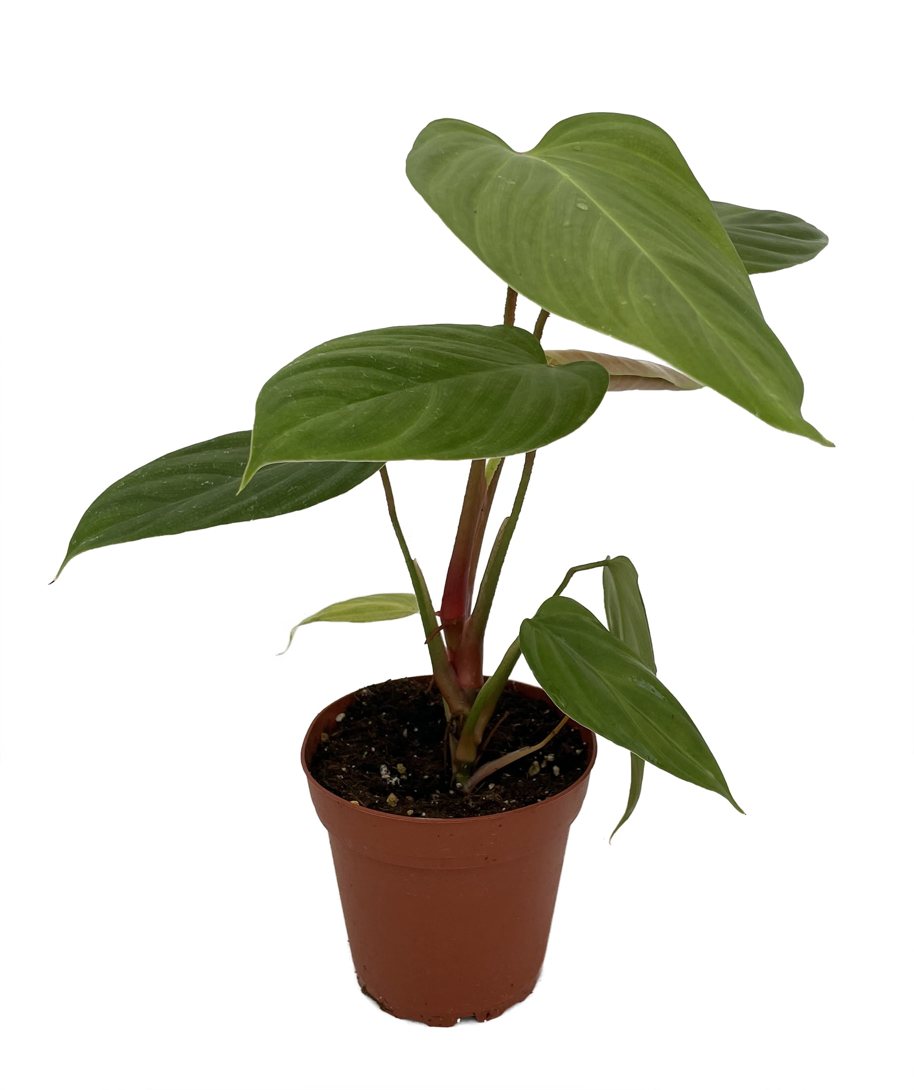 laurel plant Otto Luyken Cherry Laurel | 24-30in. sprd | Pack of 6 | Ships in main image 0