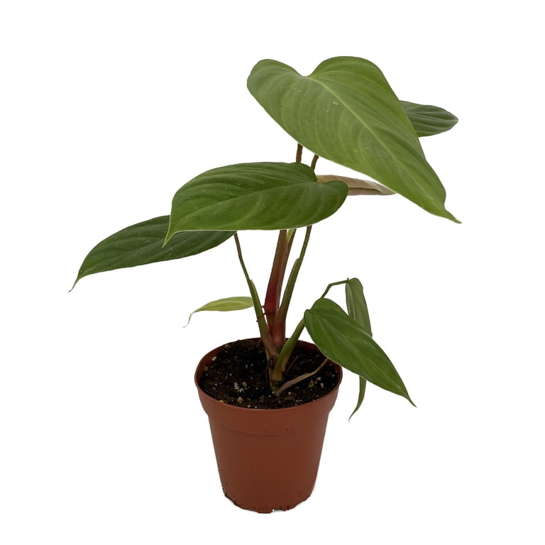 philodendron vericosum Philodendron Verrucosum – Okanoka main image 0