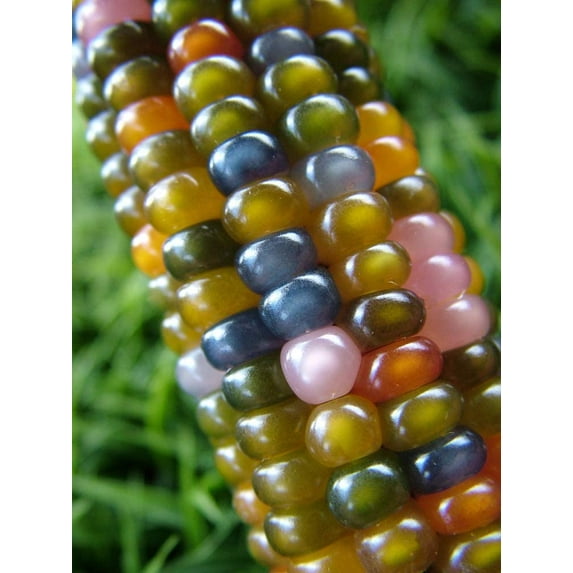 Rare Glass Gem Indian Corn Seeds - 40+ Seeds - Vibrant Translucent Kernels - Grown in Iowa - A Must Have!
