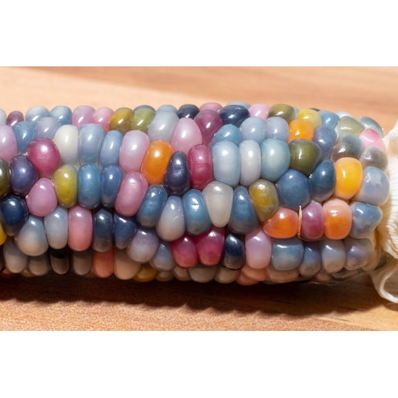 Rare Glass Gem Indian Corn Seeds - 75+ Seeds - Vibrant Translucent Kernels - Grown in Iowa - A Must Have!