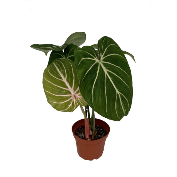 Rare Gloriosum Philodendron - Houseplant - 4" Pot