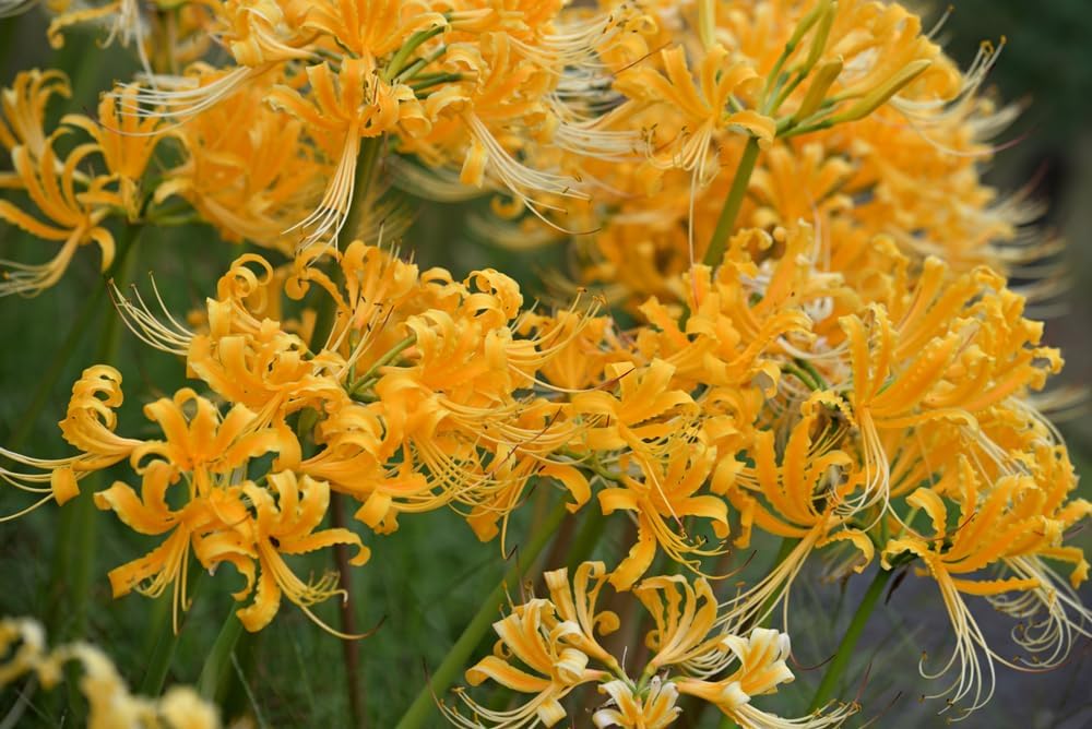 Rare Gold Spider Lily Bulbs for Planting Summer/Fall Perennial