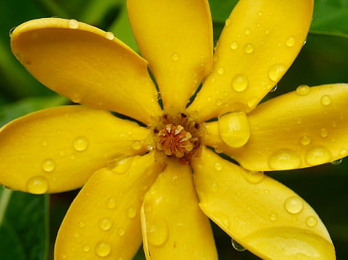 Rare Golden Gardenia tubifera - Changes Color from Ivory/Yellow/Gold - 4" Pot