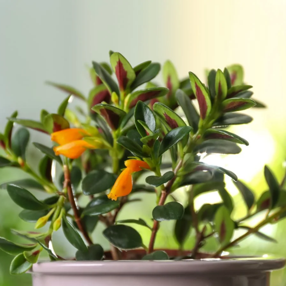 Rare Goldfish Plant Live, Vibrant Foliage, Year-Round Blooming, Live Indoor Houseplant 7 Inch Tall