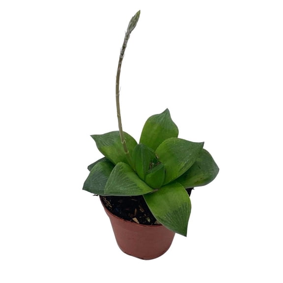 Rare Haworthia Cathedral Widow, Haworthia cymbiformis