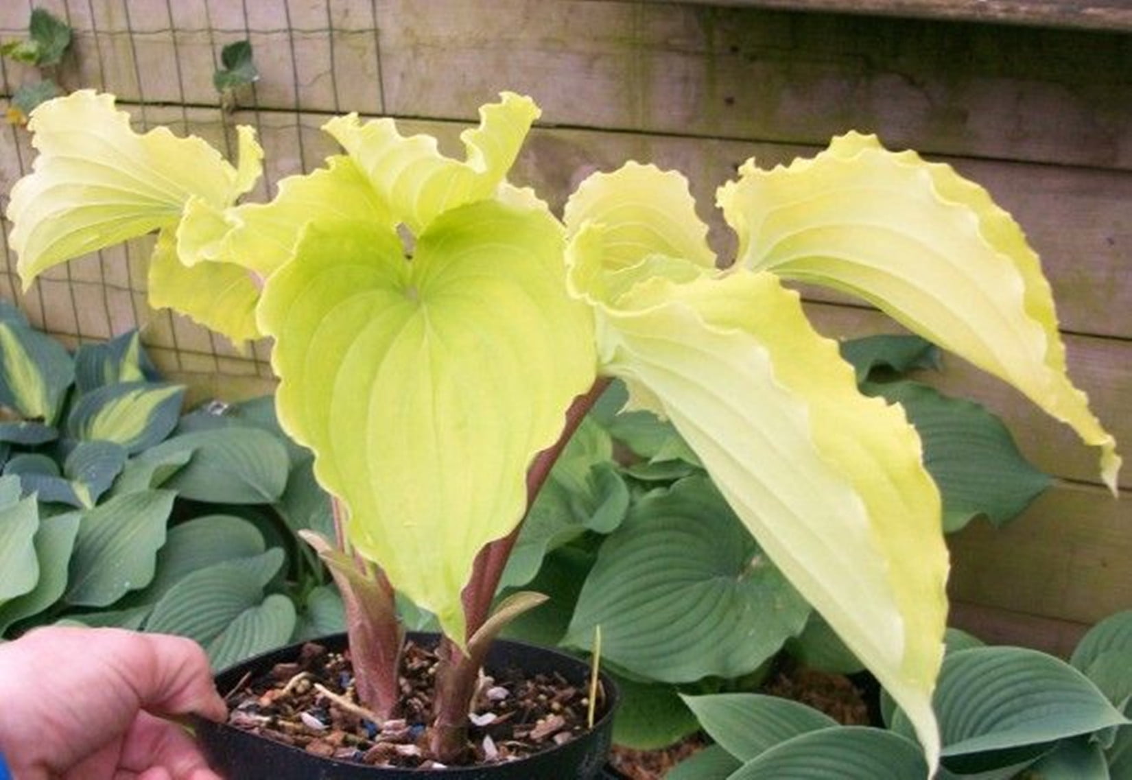 Rare Hosta Plants Hosta Plants Bulbs Perennial Hosta Rhizome Hosta