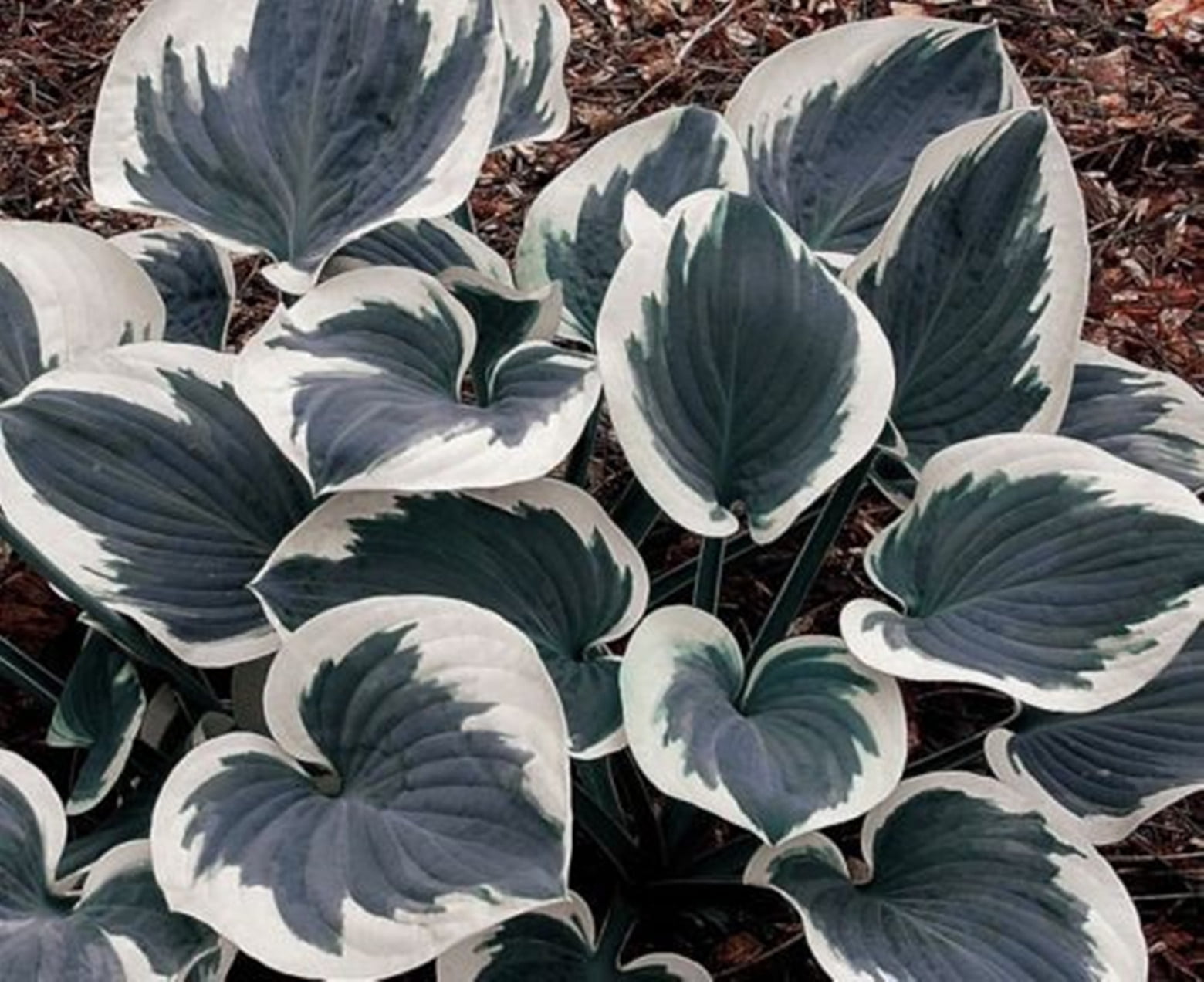 Rare Hosta Plants Hosta Plants Bulbs Perennial Hosta Rhizome Hosta
