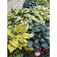 Rare Hosta Plants, Hosta Plants Bulbs, Perennial Hosta Rhizome, Hosta