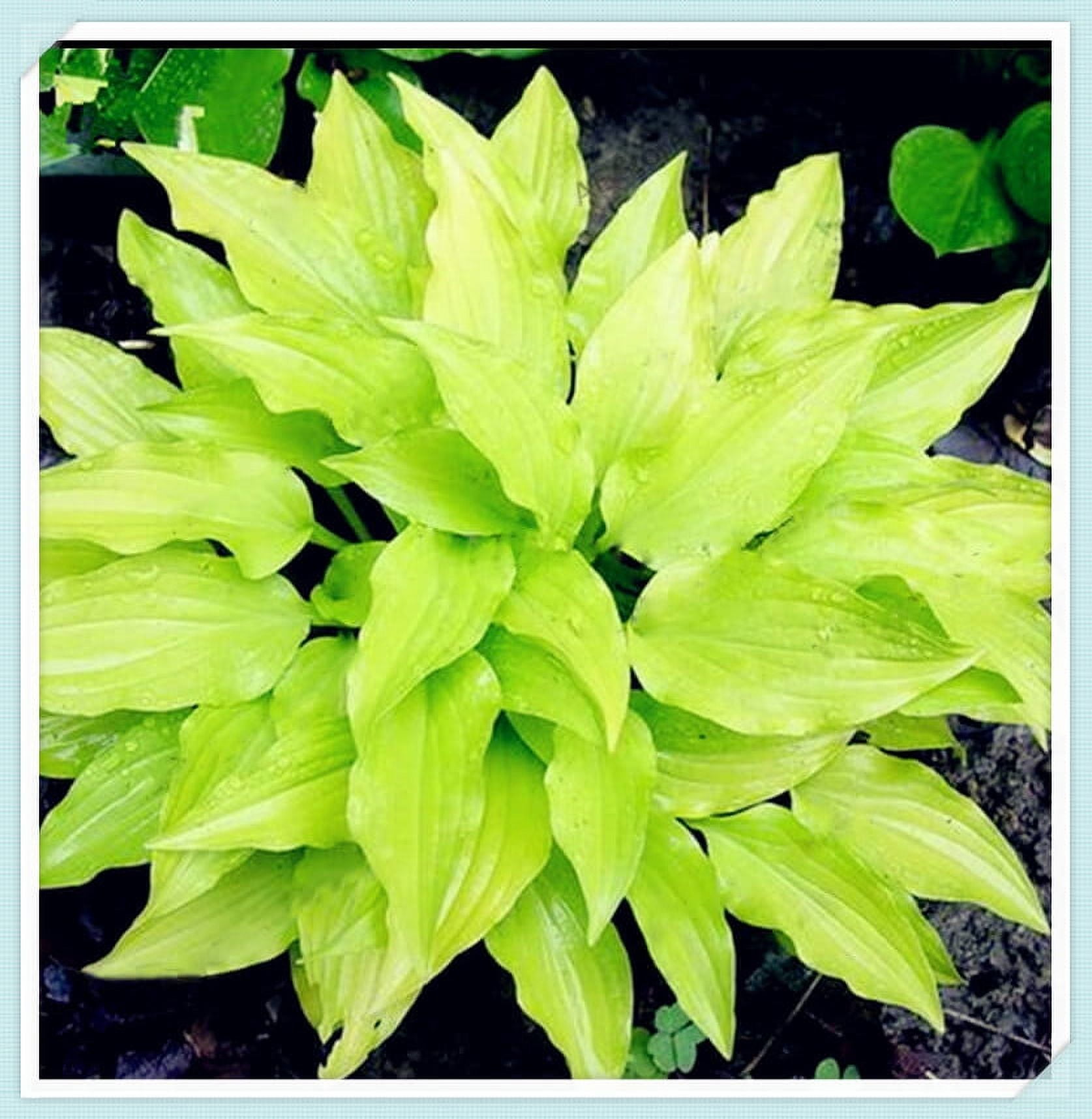 Rare Hosta Plants Hosta Plants Bulbs Perennial Hosta Rhizome Hosta