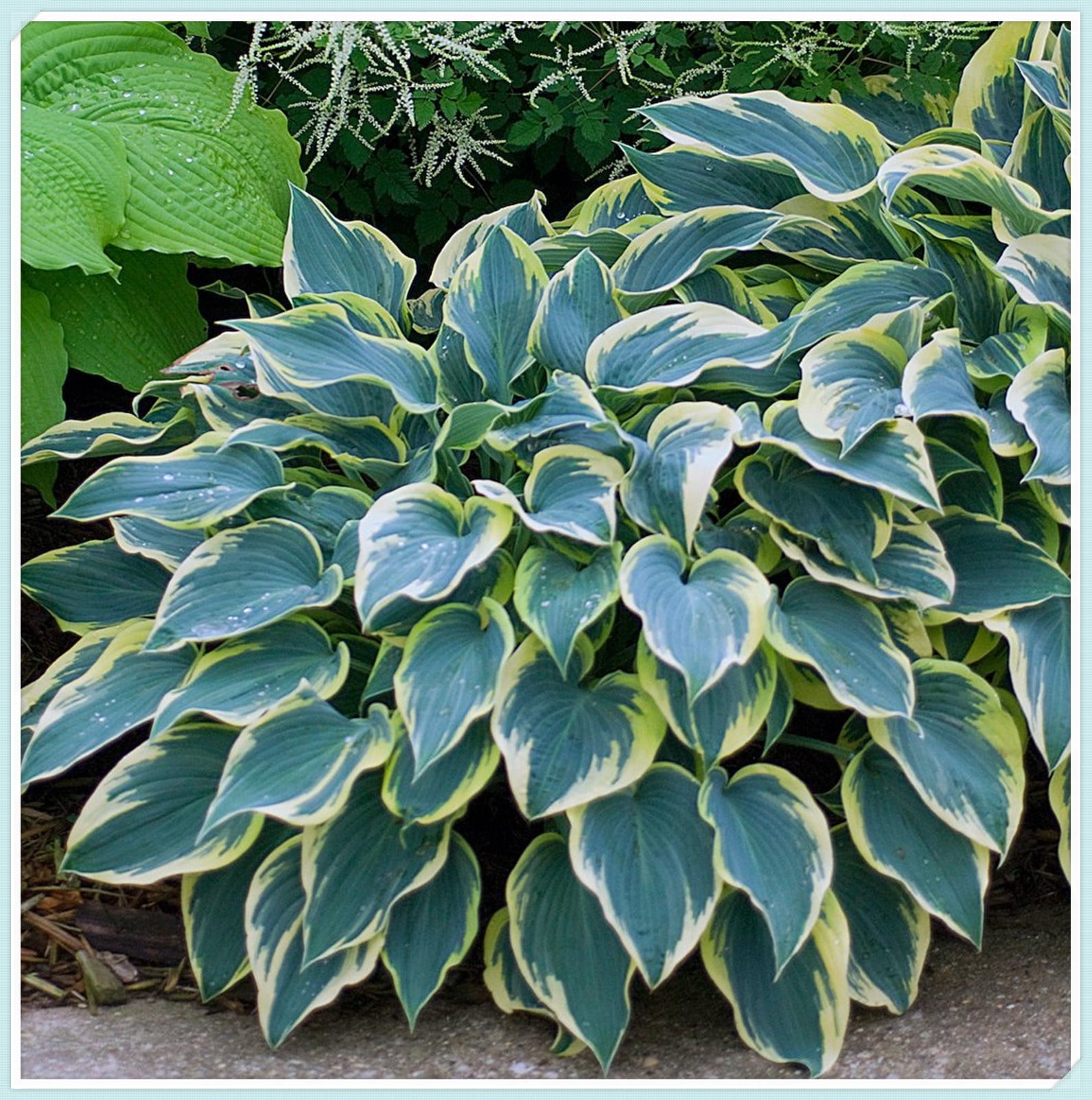 Rare Hosta Plants Hosta Plants Bulbs Perennial Hosta Rhizome Hosta