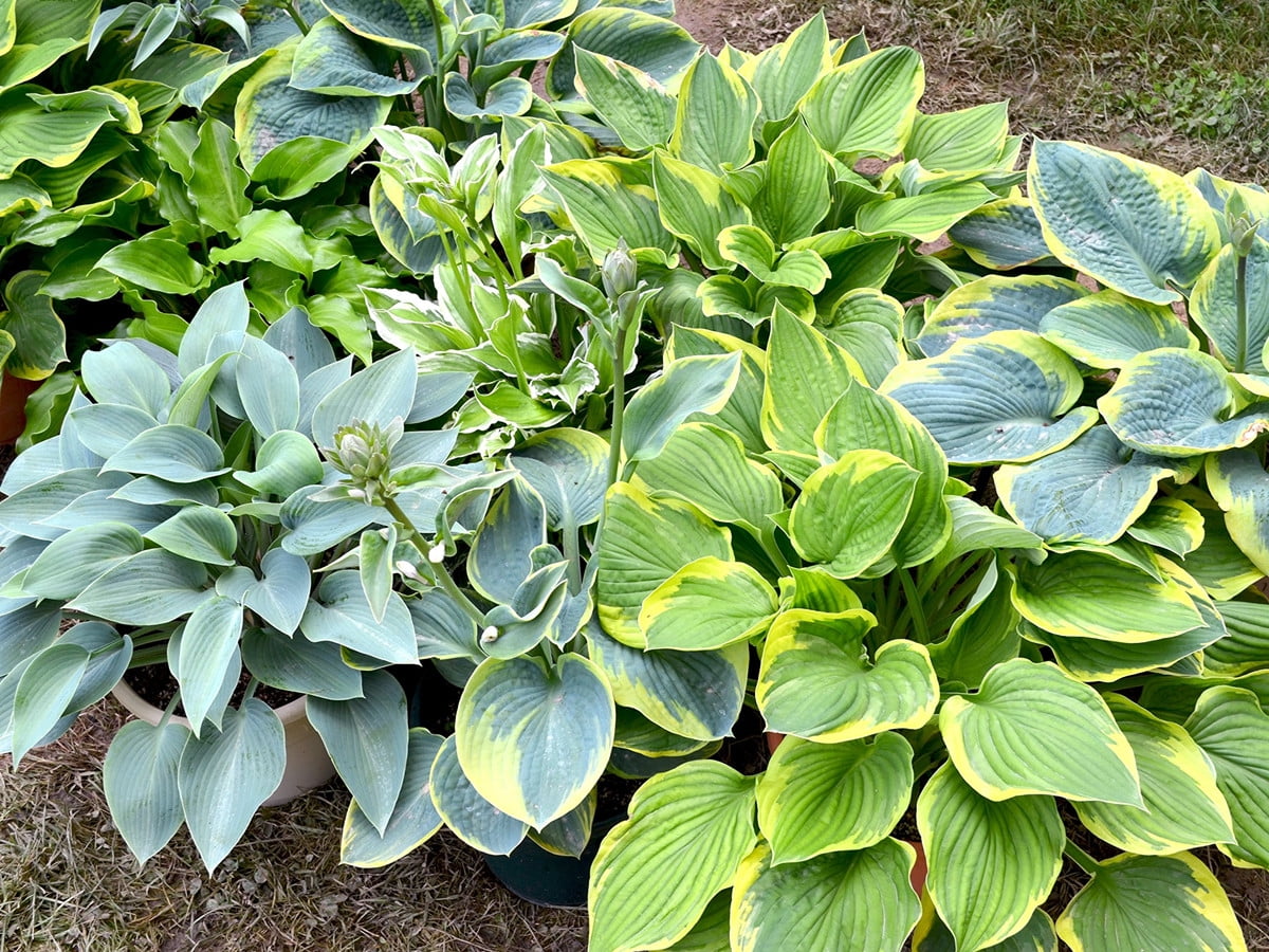 Rare Hosta Plants , Hosta Plants For Sale ,Hosta Plants Bulbs Perennial