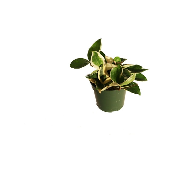 (Rare) Hoya Tricolor - 4" from California Tropicals