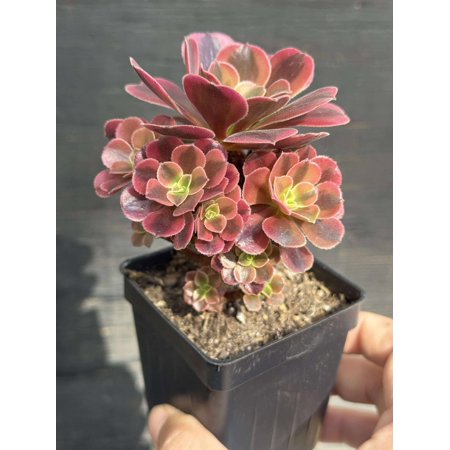 Rare Imported Aeonium Medusa variegated miniature cluster in 2.75" pot