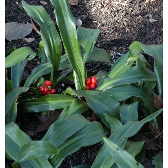 Rare Japanese Sacred Lily - Rohdea japonica -Indoors/Out- Shade Lover - 2.5" Pot