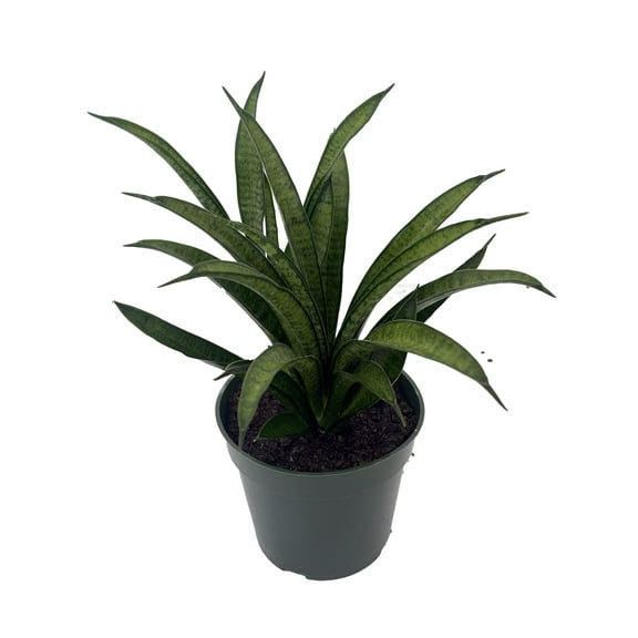 Rare Lilliput Snake Plant - Sansevieria trifasciata hybrid - 4" Pot