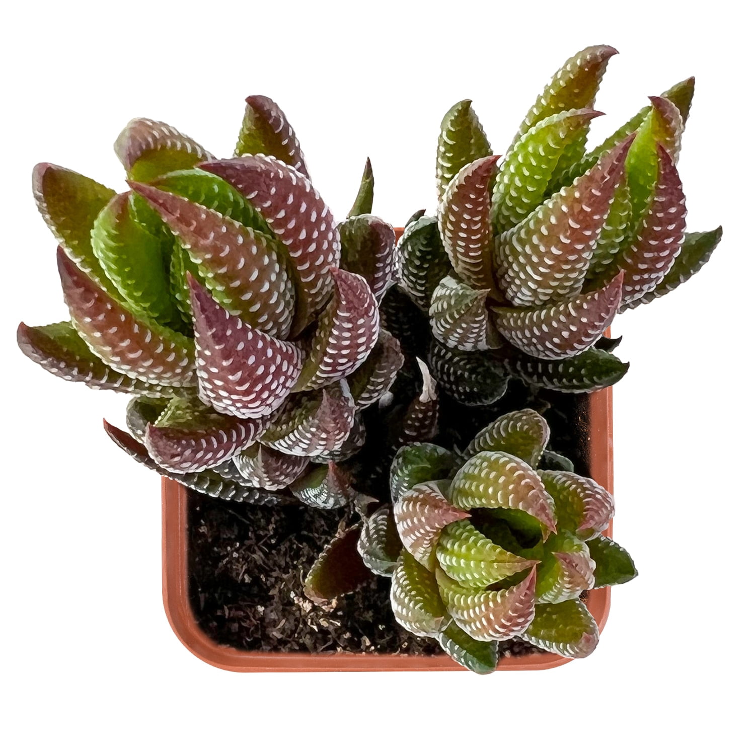 Succulent Plants in Indoor Plants - Walmart.com