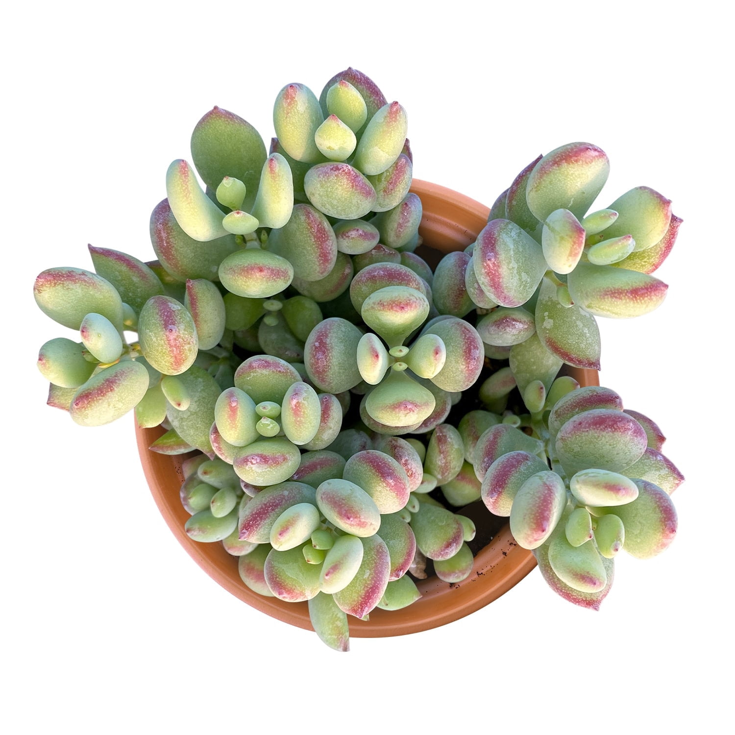 Succulent Plants in Indoor Plants - Walmart.com