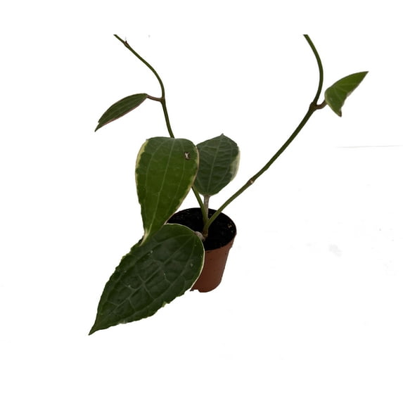Rare Macro Wax Plant - Hoya macrophylla - Collector's Series - 2" Pot