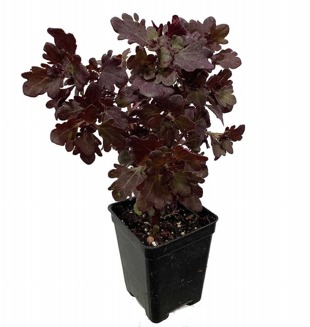 Rare Mini Red Leaf Coleus Tree - Very Easy Houseplant to Grow - 2.5" Pot -  Walmart.com