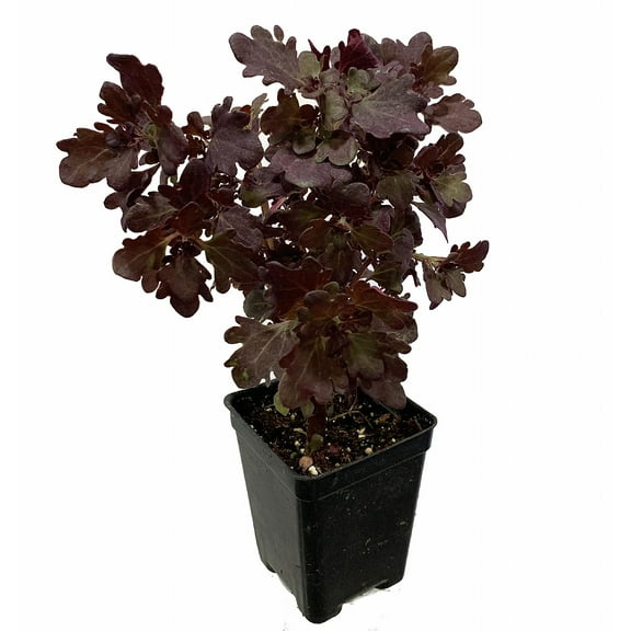 Rare Mini Red Leaf Coleus Tree - Very Easy Houseplant to Grow - 2.5" Pot