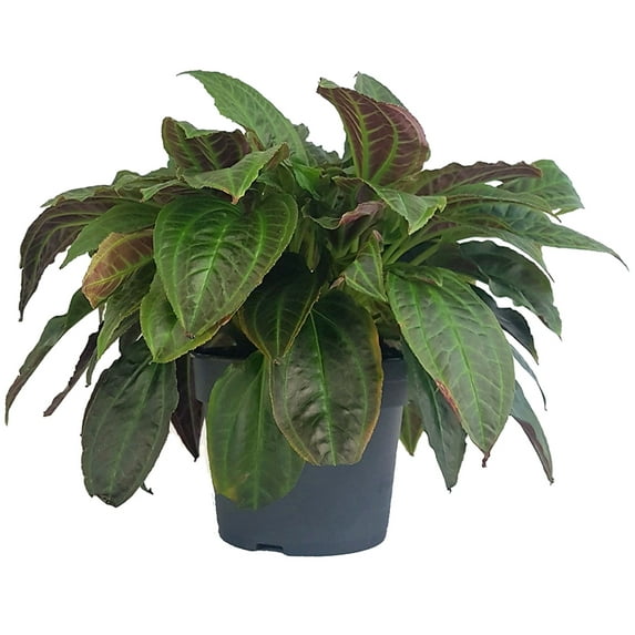 Rare Monolena Primuliflora - Ant Plant - Collector's Series - 4" Pot