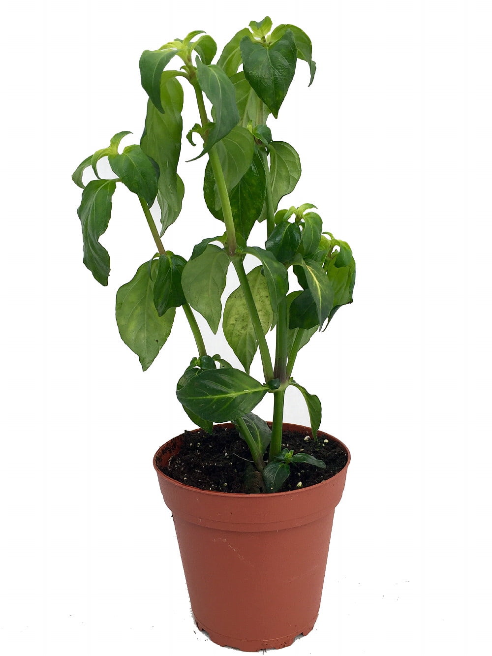 Rare Mushroom Herb Plant Rungia klossii Indoors or Out 4" Pot