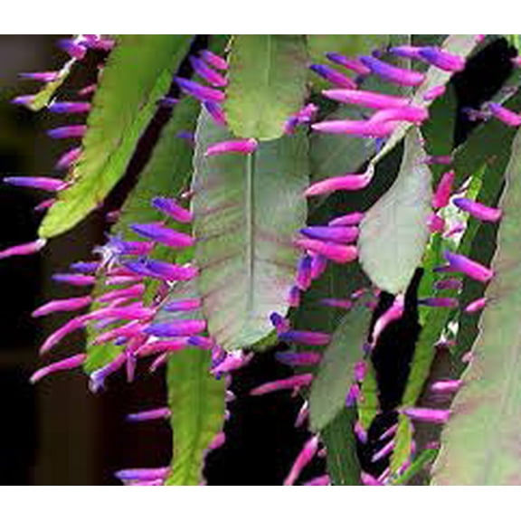 Rare Neon Blue Flame Cactus - Pseudorhipsalis (Wittia) Amazonica (2 Fresh Cuttings)
