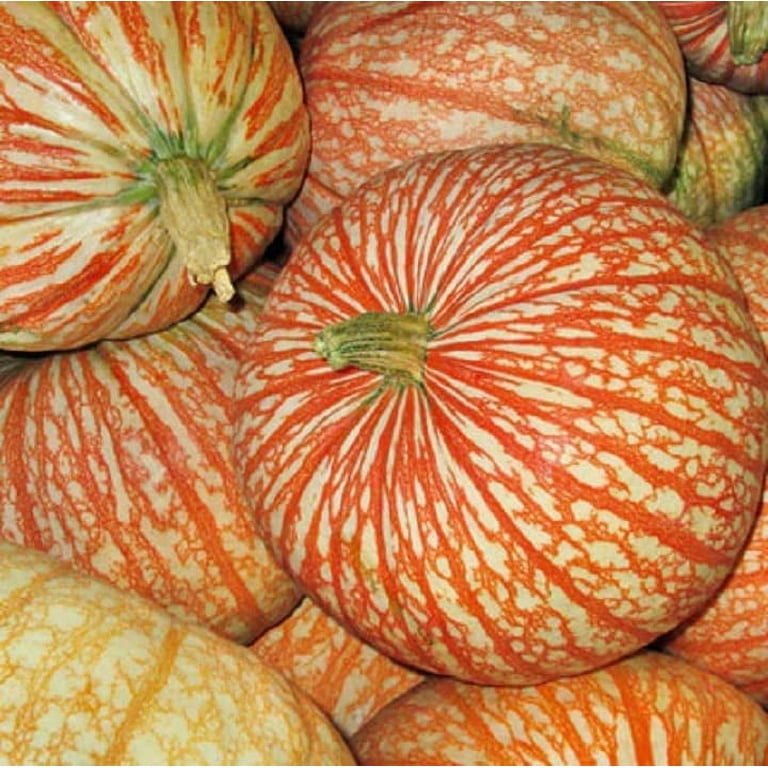 CZ Grain - Large Growing Home Garden Exotic Striped Pumpkin Seeds for  Planting - 10 Seeds - Walmart.com