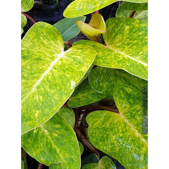 Rare Painted Lady Philodendron Collector's Series - 4" Pot