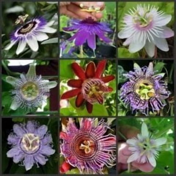 Rare Passiflora incarnata Maypop 10pcs/bag - Beautiful Passion Vine Fruit Flower Seeds