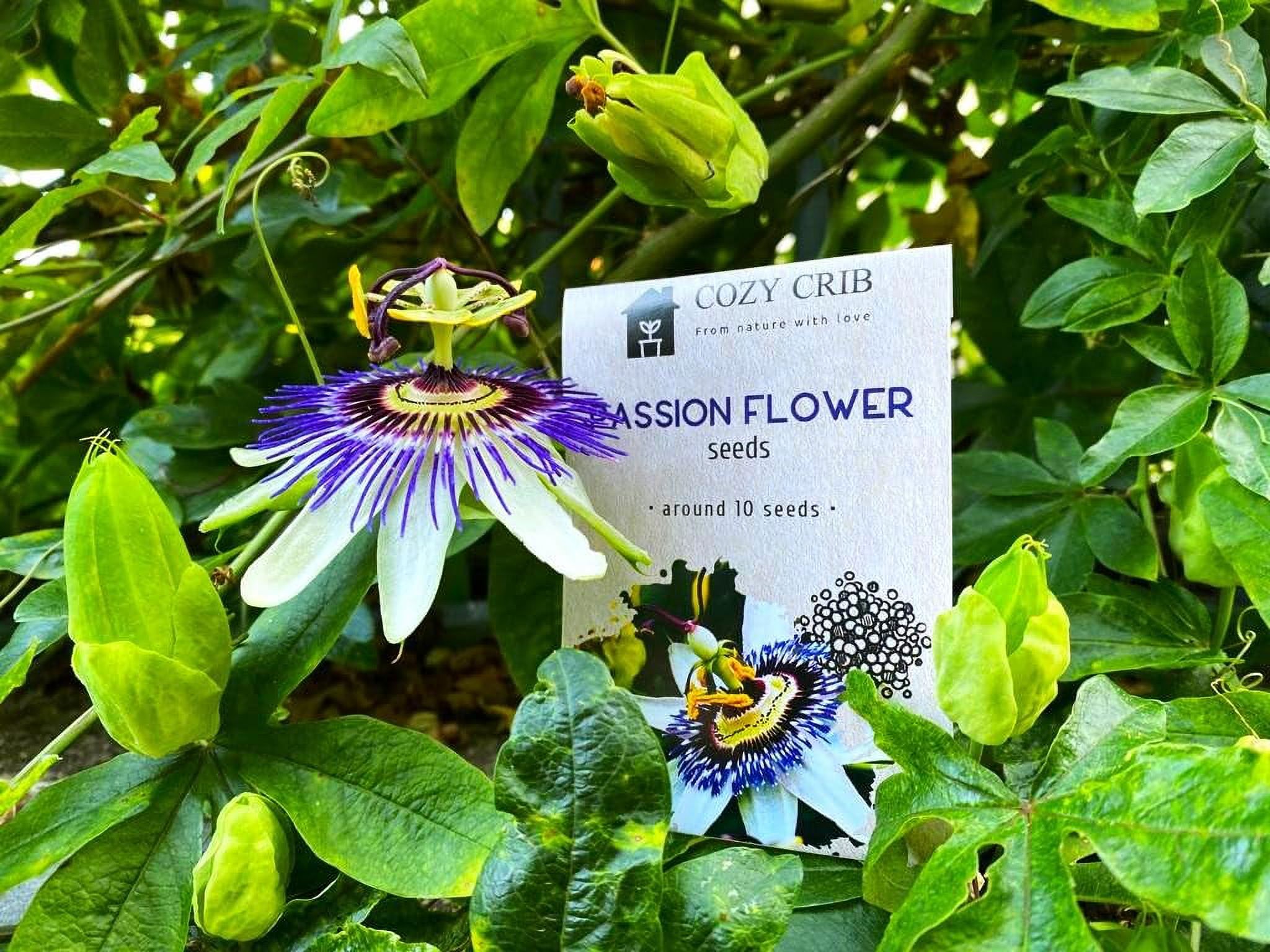 Rare Passion Flower Passiflora MMF7 Passion Vine Maypop Granadilla