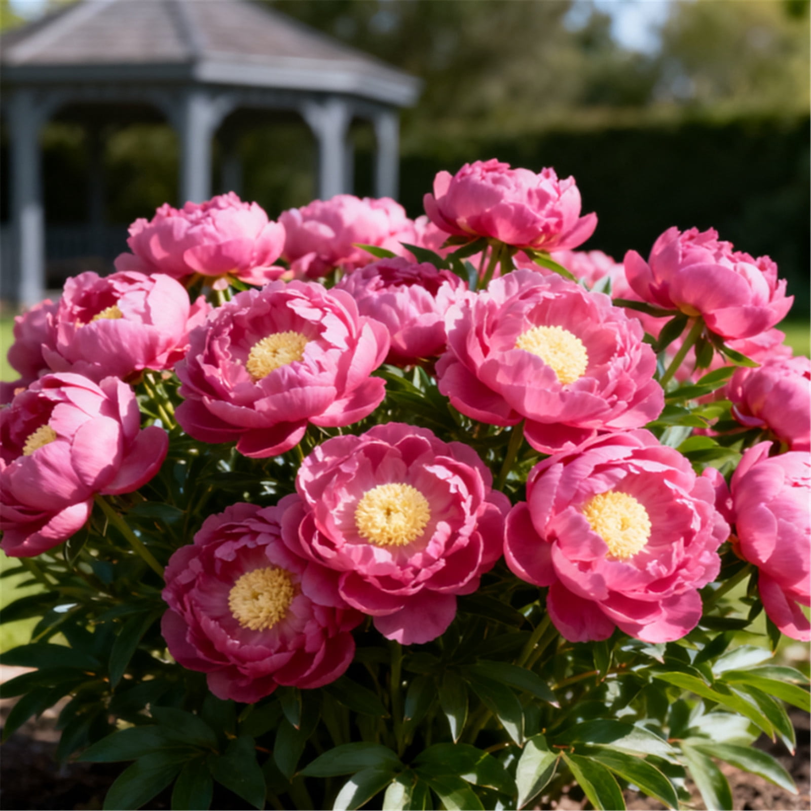 Rare Peony - Tall and upright - Heat-resistant - Ideal for garden decor ...