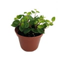 thumbnail image 1 of Rare PepperSpot Peperomia - 2.5" Pot - Easy House Plant, 1 of 2