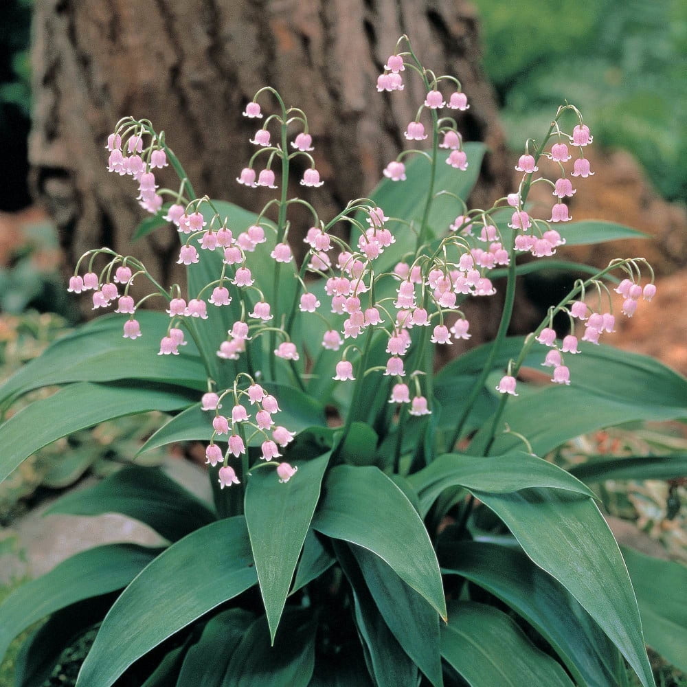 Convallaria majalis (Lily of the Valley, Lily-of-the-valley) | North  Carolina Extension Gardener Plant Toolbox, image size:1000x1000