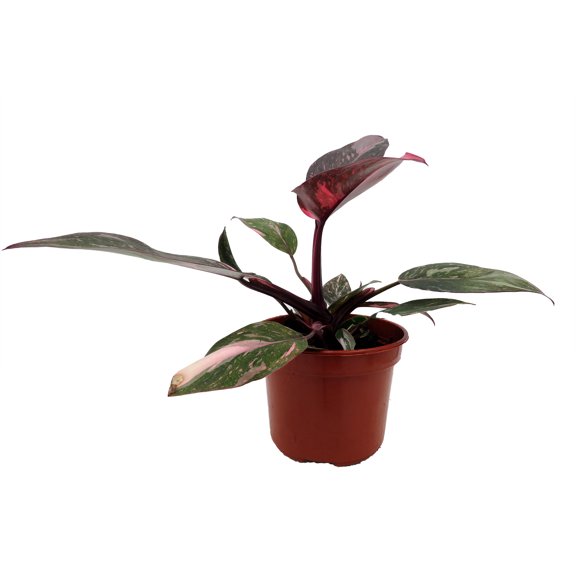 Rare Pink Marble Philodendron - 4" Pot
