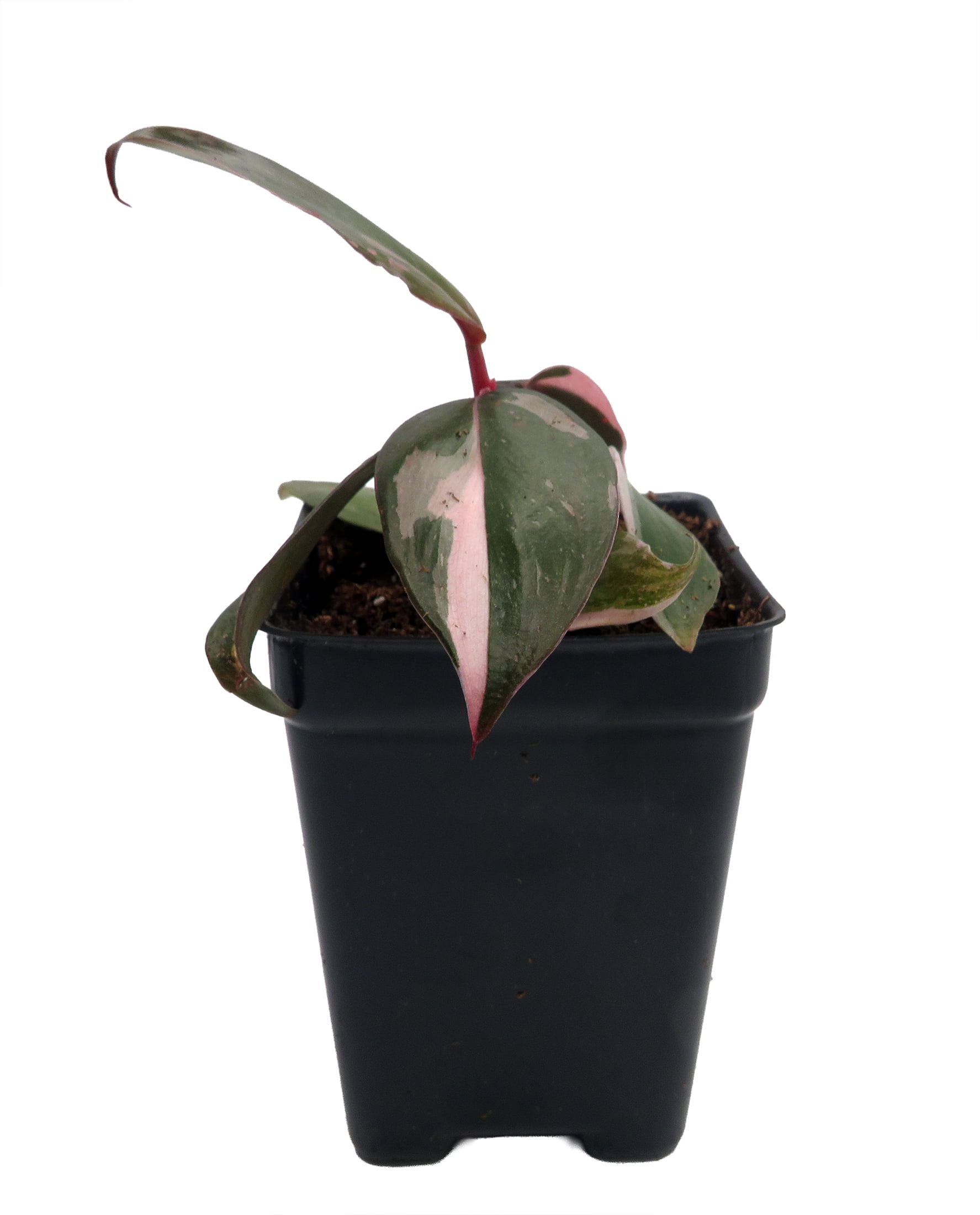 burle max philodendron Philodendron Burle Marx Variegated 4"