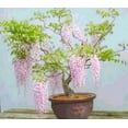 thumbnail image 1 of Rare Pink Wisteria Bonsai Tree Seeds, 5 Seeds - Highly Prized Flowering Bonsai - Japanese Wisteria Floribunda, 1 of 6