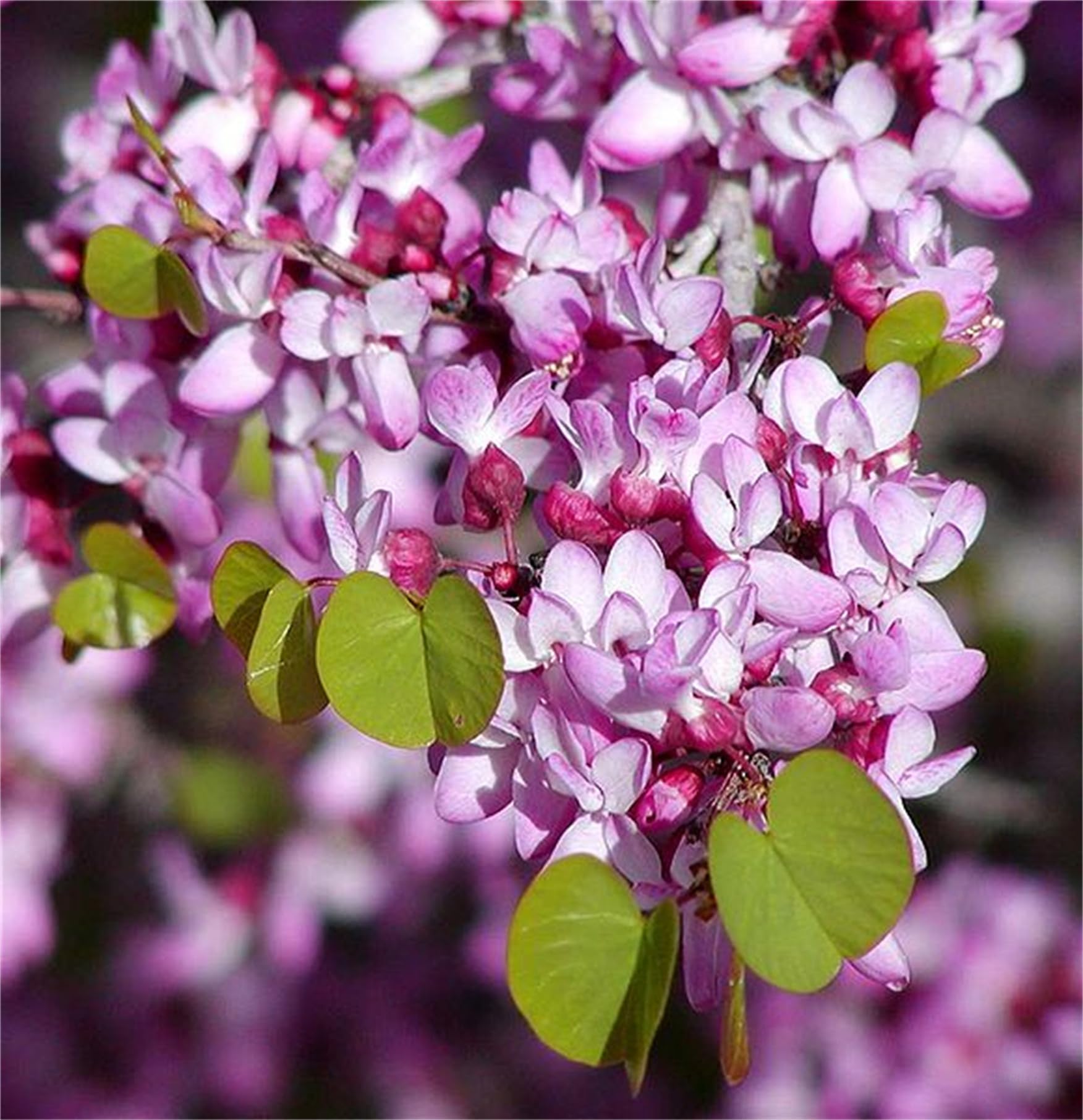 Rare Plant Tree Seeds MMF7 Cercis Occidentalis 50+ Seeds Western