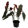 thumbnail image 1 of Rare Polka Dot Bat Wing Begonia Plant - Begonia maculata variegata - 6" Pot, 1 of 4