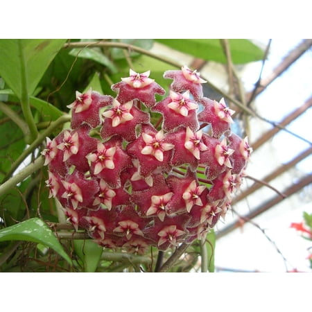 Rare Pubicalyx Wax Plant - Hoya - Collector's Series - 2" Pot