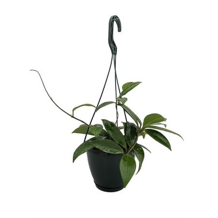 Rare Pubicalyx Wax Plant - Hoya - Great House Plant - 6" Hanging Basket