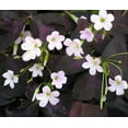 thumbnail image 1 of Rare Purple Rain Shamrock Plant - Oxalis triangularis - 2.5" Pot, 1 of 4