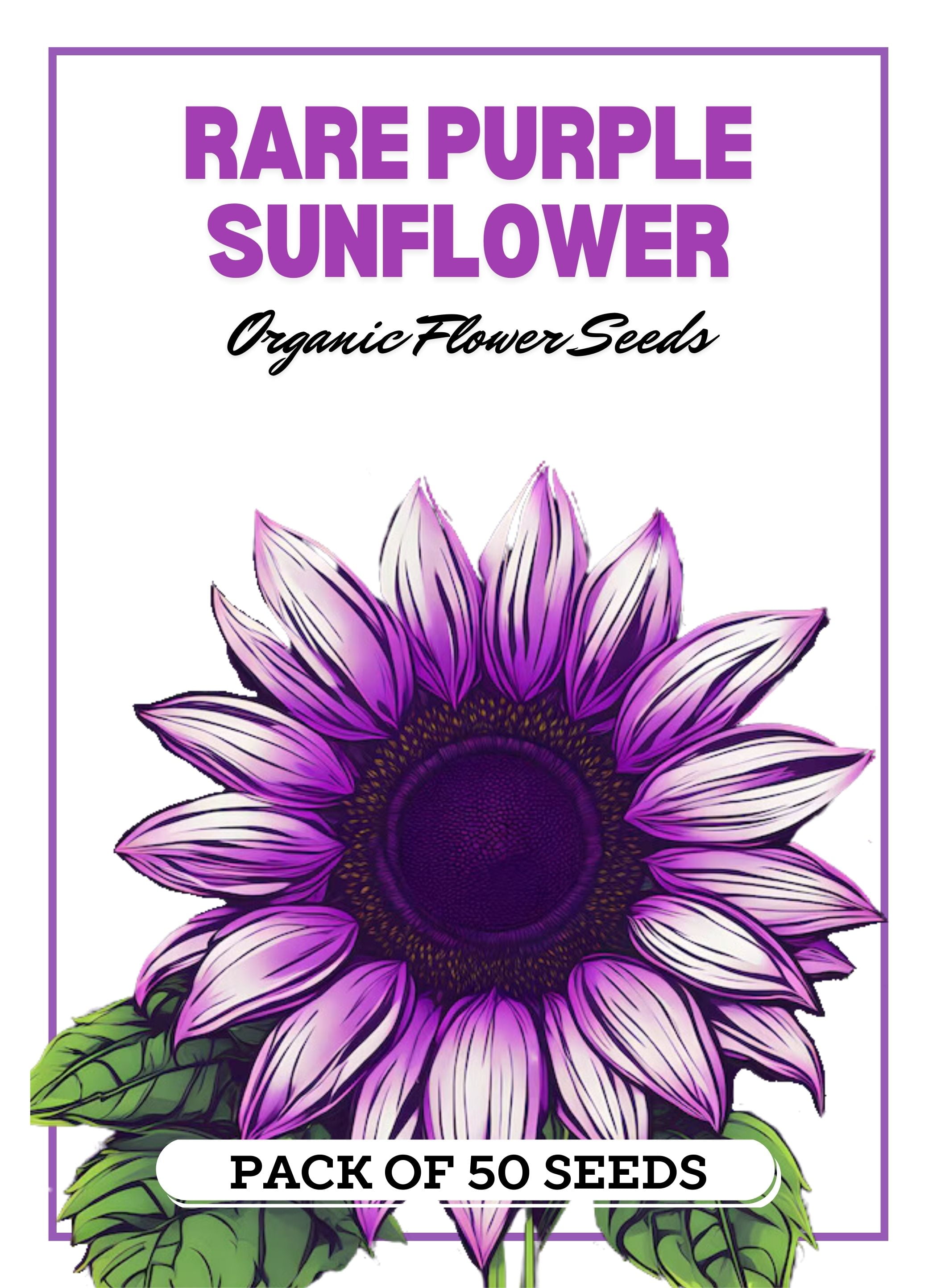 Rare Purple Sunflowers (50 Seeds) Heirloom NonGMO Bulk Flowers