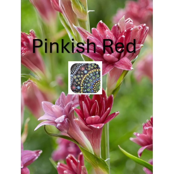 Rare Red / Pinkish Red  Tuberose Plant - 6-inch Container One Count